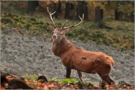 <p>JELEN LESNÍ (Cervus elaphus)</p>